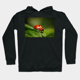 Miss Lady Bug Hoodie